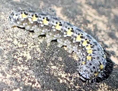 Bryophila sp.